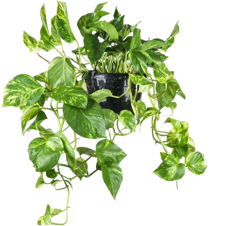 Epipremnum aureum (Efeutute) (M)