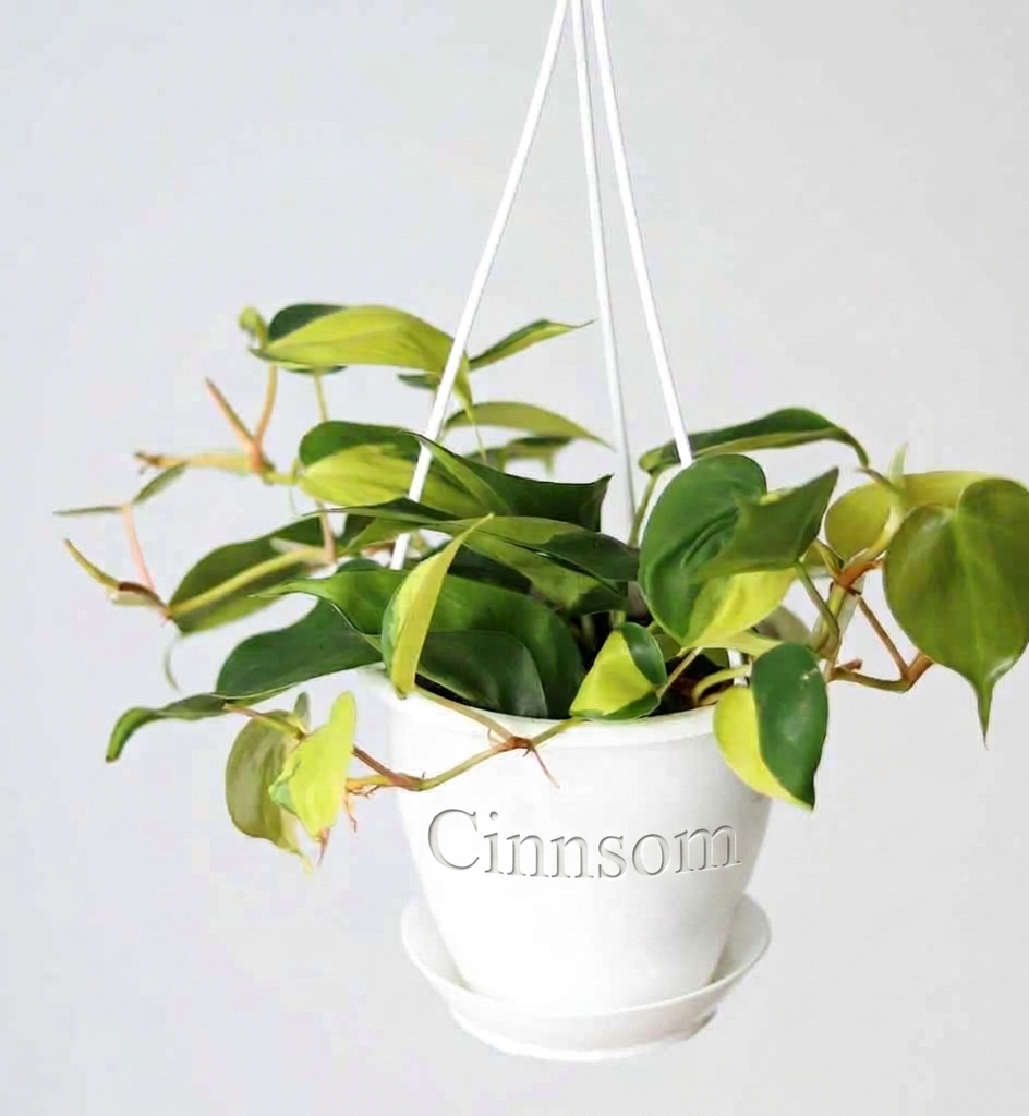 Philodendron 'Brasil' Hängekorb