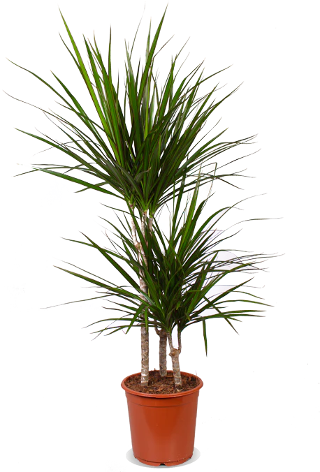Dracaena marginata (Drachenbaum) (M)