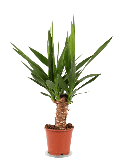 Yucca (Palmlilie) (M)