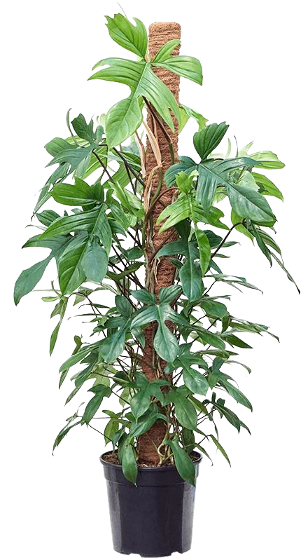 Philodendron Florida Beauty (Baumfreund) (XL)