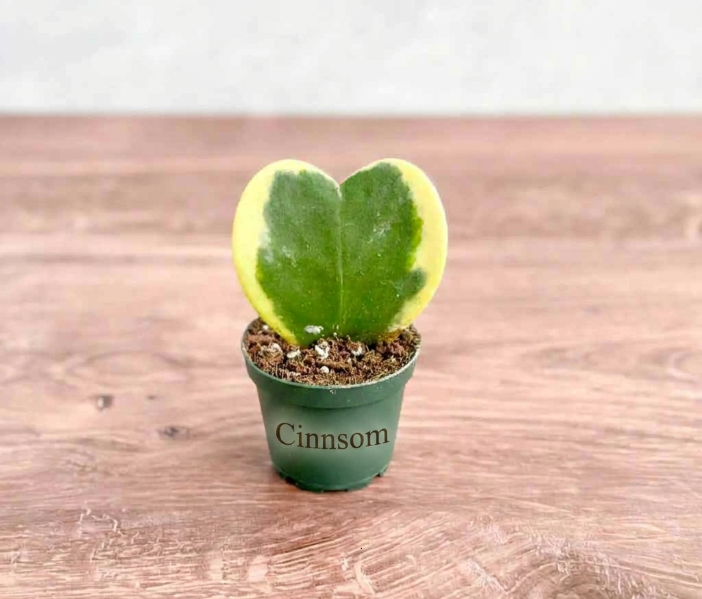 Hoya Kerrii, bunte 'Hoya Heart'-Sweetheart-Pflanze