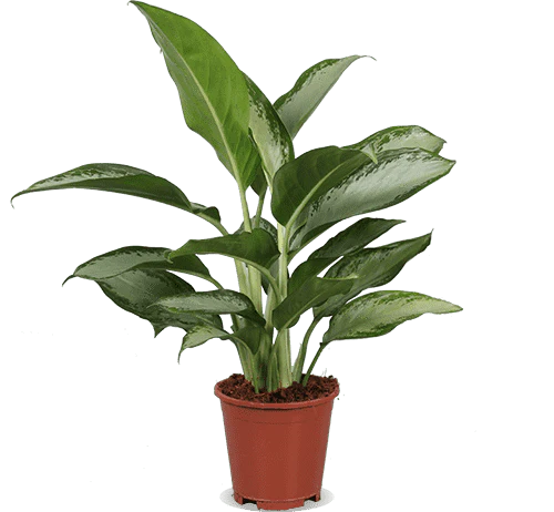 Aglaonema silverbay (Kolbenfaden) (M)