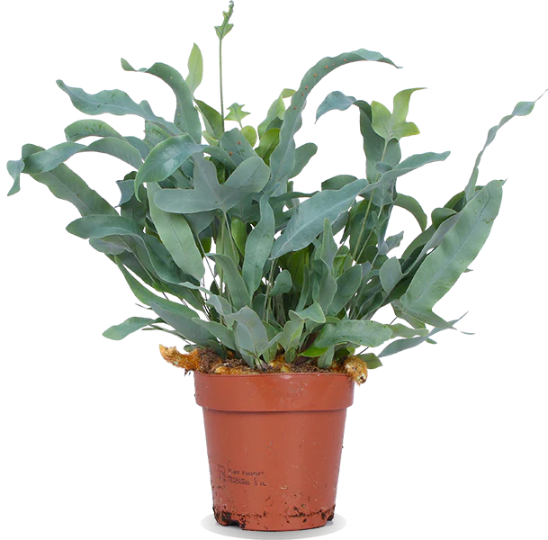 Phlebodium blue star (Goldtüpfel-Farn Blue Star) (S)