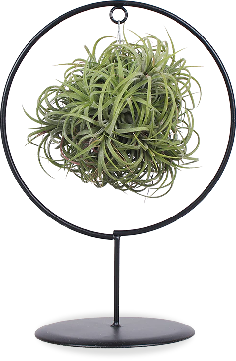 Tillandsia magic ball im Ring (Luftpflanze)