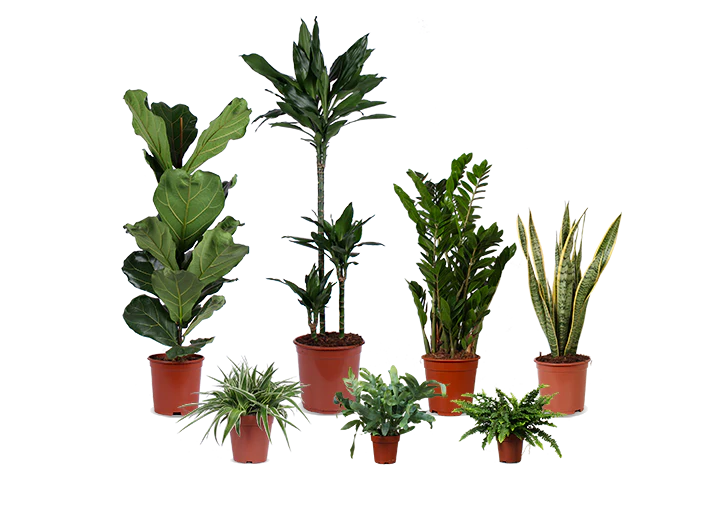 Pflegeleichte 7er Truppe