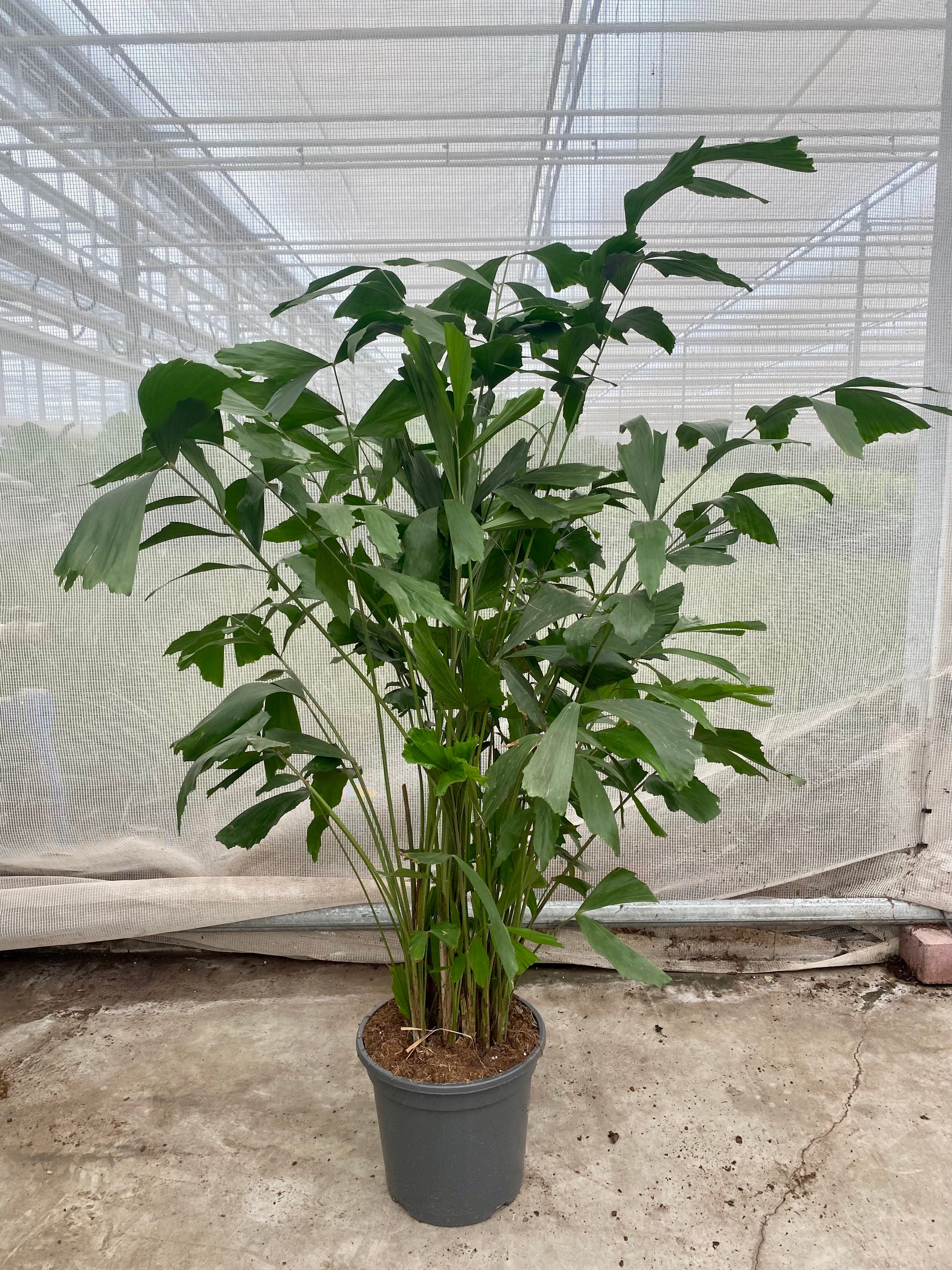 Caryota mitis (Groggy Zweige)