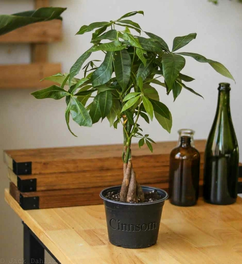 Pachira Aquatica 'Geldbaum'