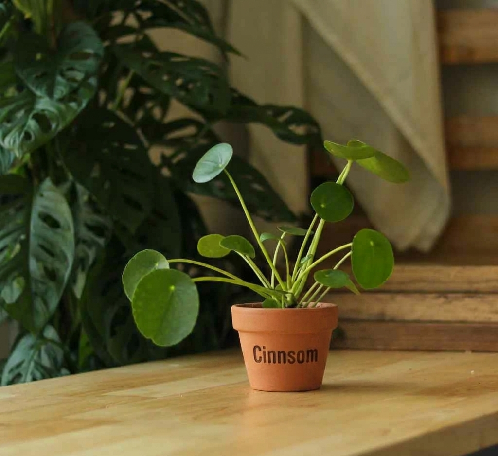 Pilea Peperomioides 'Freundschaftspflanze'