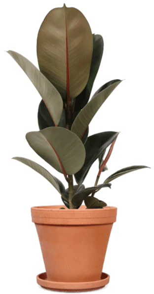 Ficus robusta (Gummibaum) (M)