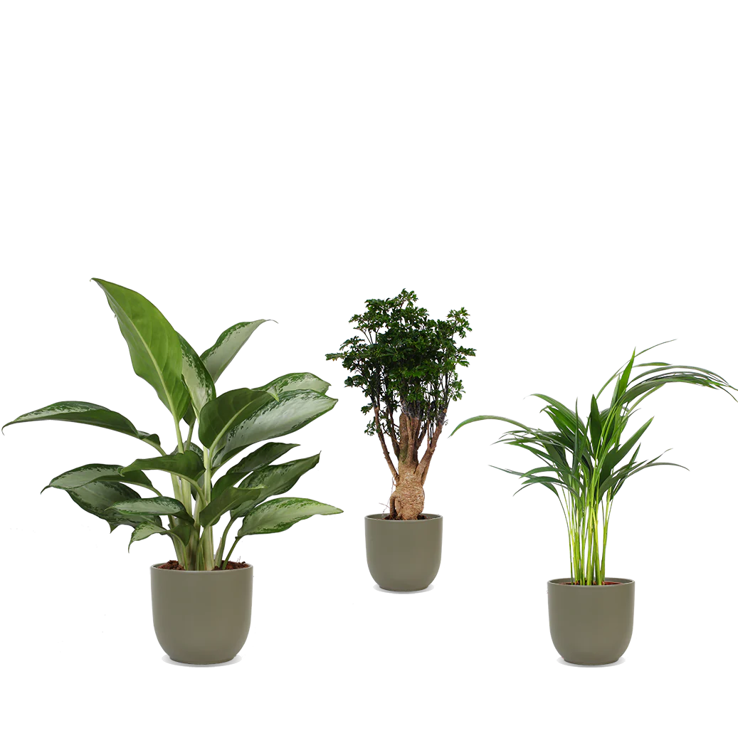 Mittelgroes Pflanzentrio