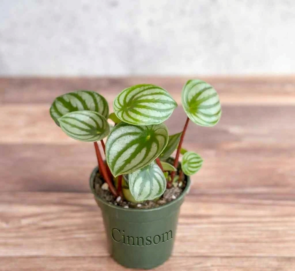 Peperomia Argyreia 'Wassermelonen-Peperomia'