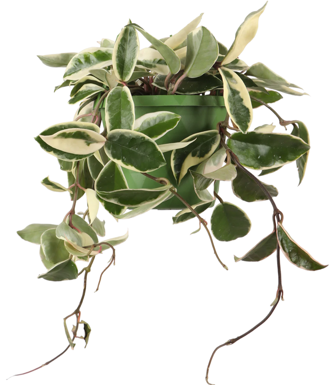 Hoya Carnosa Krimson Queen (Wachsblume) (S)