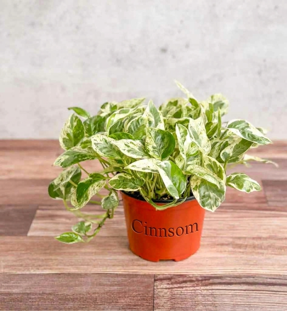 Epipremnum Aureum „Perlen und Jade“ Pothos