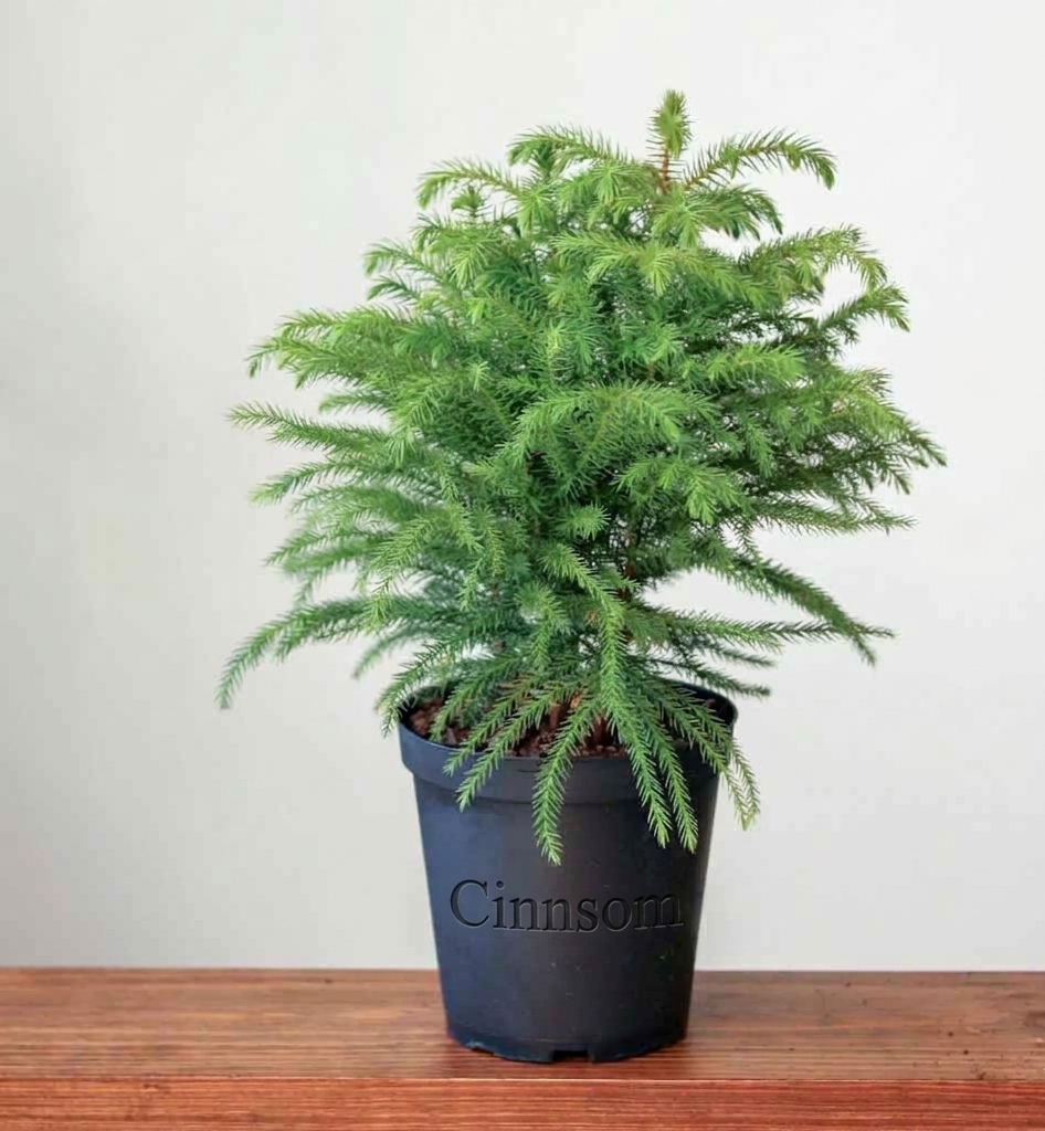 Araucaria heterophylla Norfolktanne - Bodenpflanze