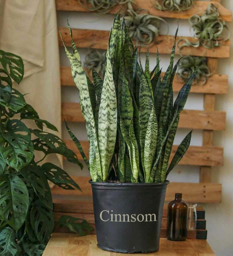 Sansevieria zeylanica 'Bowstring Hemp' Bodenpflanze