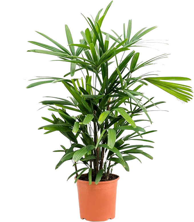 Rhapis excelsa (Steckenpalme) (M)