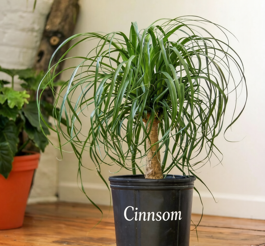 Beaucarnea recurvata 'Pferdeschwanzpalme'