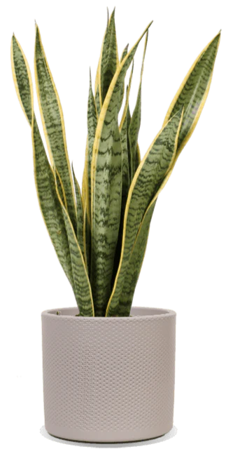 Sansevieria laurentii (Bogenhanf) (M)