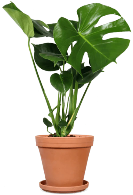 Monstera deliciosa (Fensterblatt) (M)