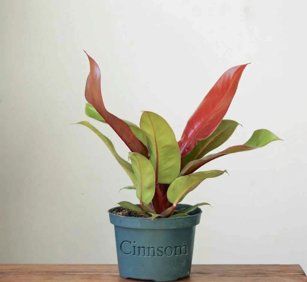 Philodendron 'Prince of Orange' - Verschiedene Größen