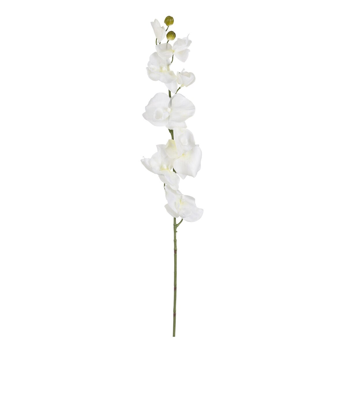 36 White Phalaenopsis Stem by Bloom Room