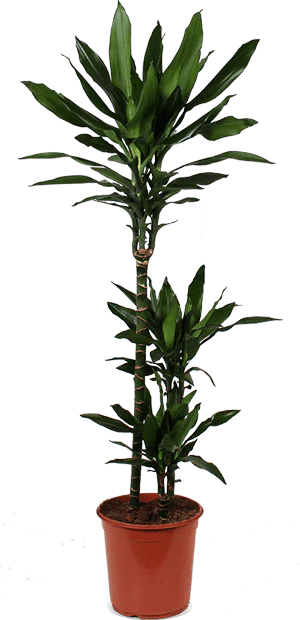 Dracaena janet lind (Drachenbaum) (L)