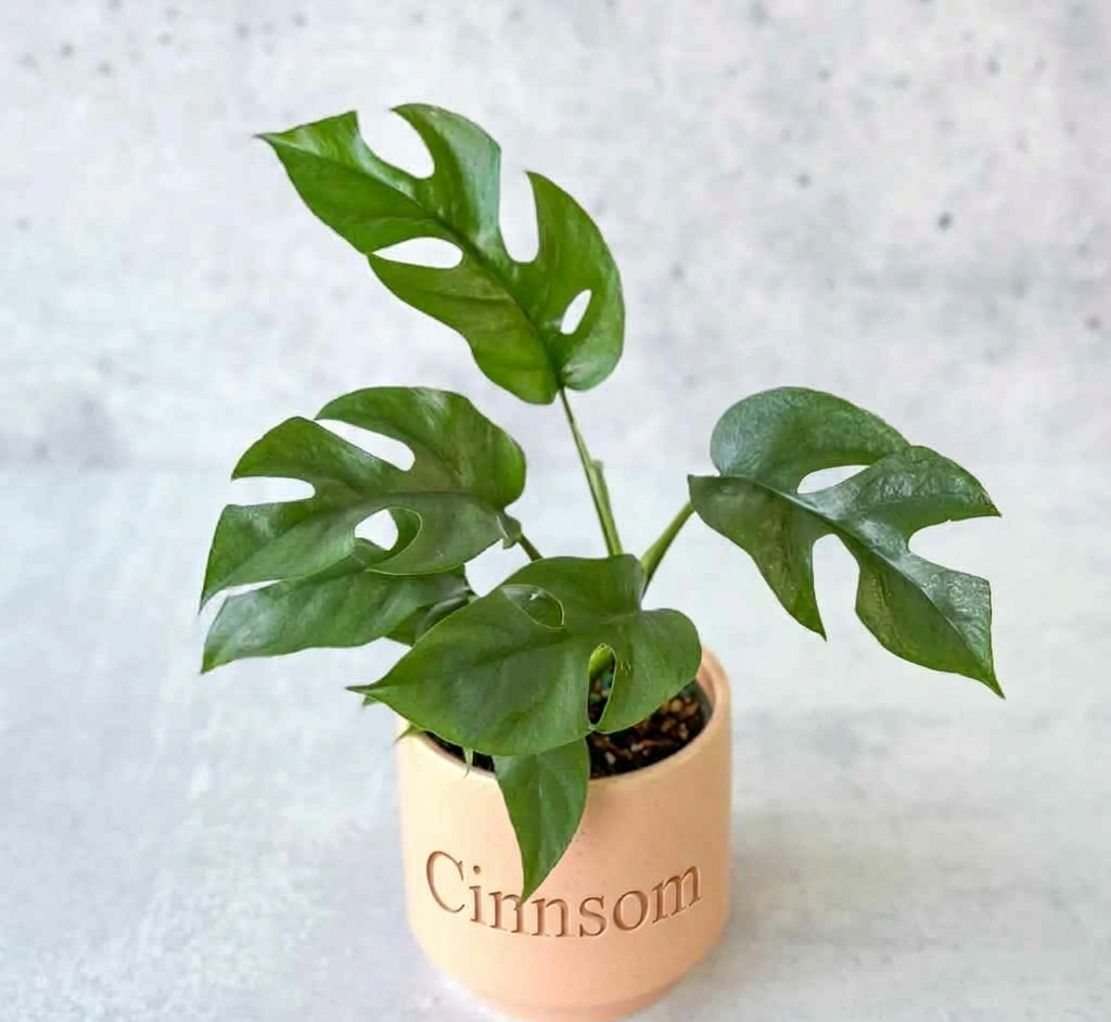 Rhaphidophora Tetrasperma - Mini-Monstera - Verschiedene Größen