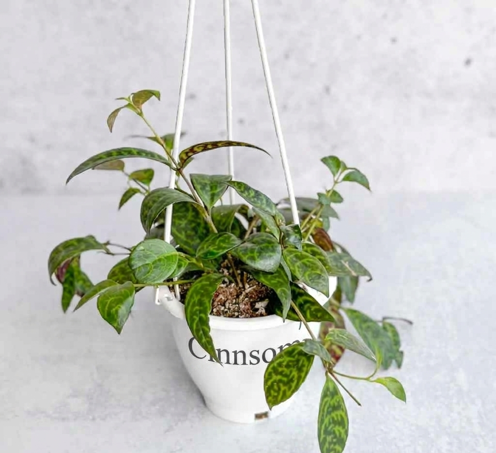 Aeschynanthus longicaulis „Schwarze Pagode“ – Hängekorb