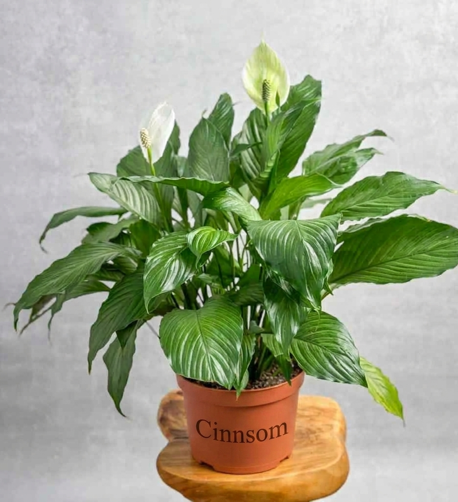 Spathiphyllum 'Peace Lilly' Bodenpflanze