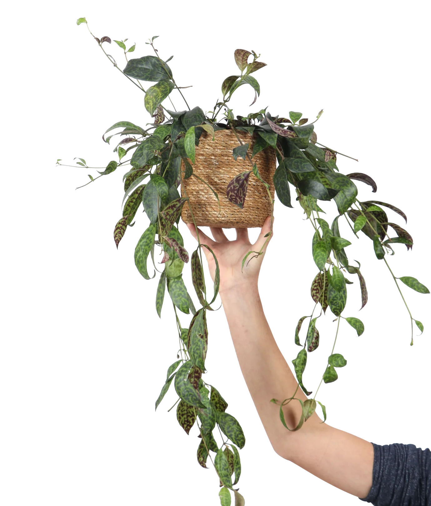 Aeschynanthus Marmoratus  (Gefleckte Schamblume) (M)