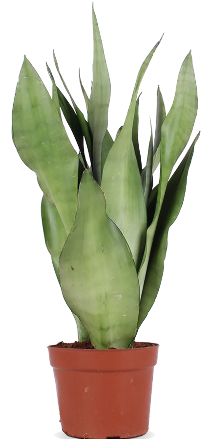 Sansevieria moonshine (Bogenhanf) (S)