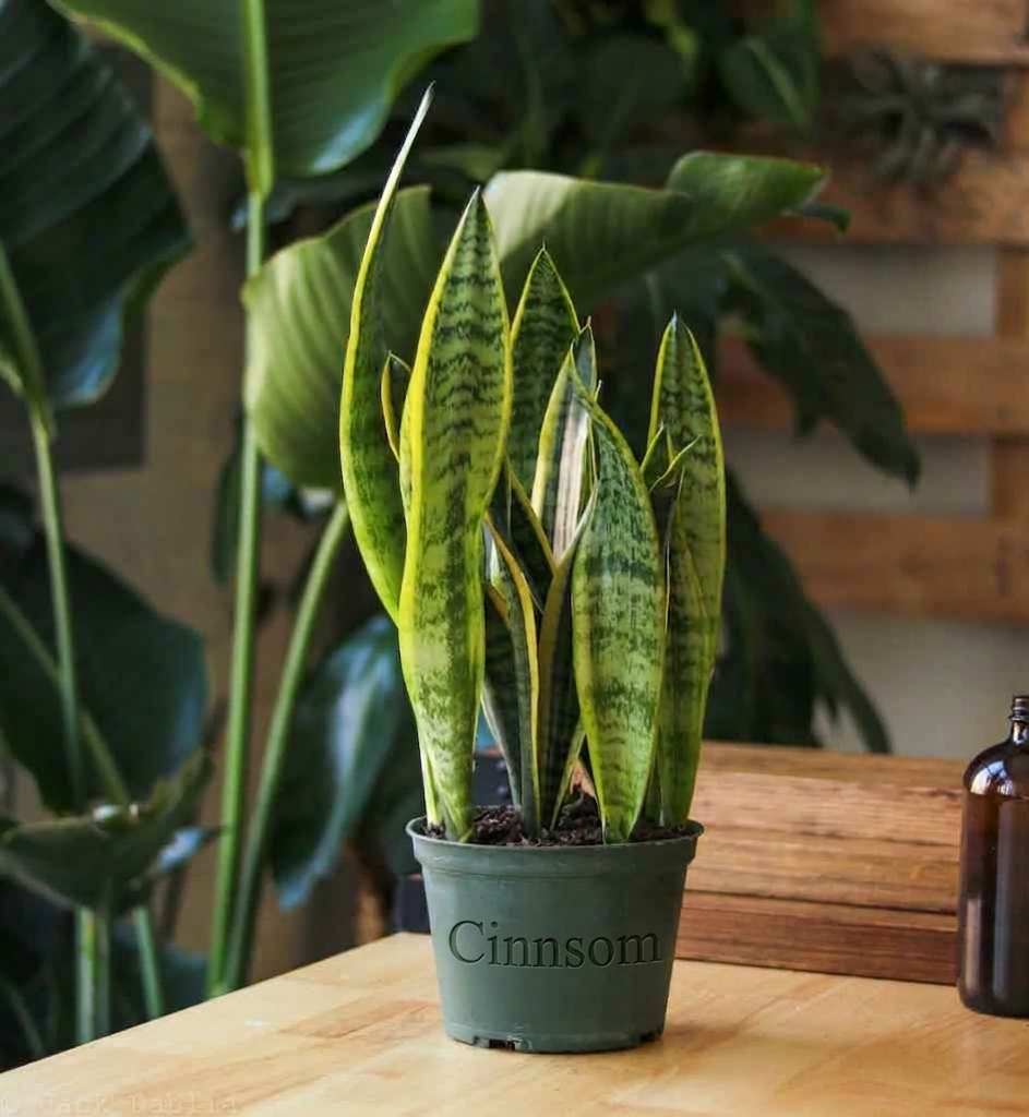 Sansevieria Trifasciata 'Laurentii' | Klassische bunte Bogenhanfpflanze