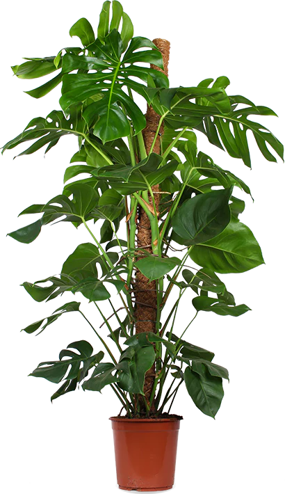 Monstera pertusum (Fensterblatt) (XL)