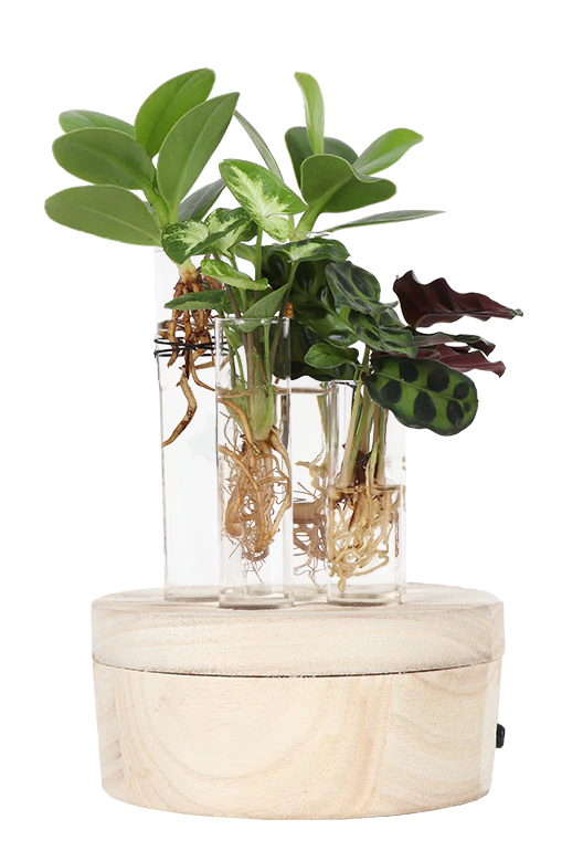 Stecklingsmix in Glas (mit LED-Beleuchtung) (S)