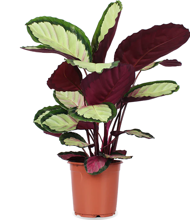Calathea roseopicta silvia (Korbmarante) (M)