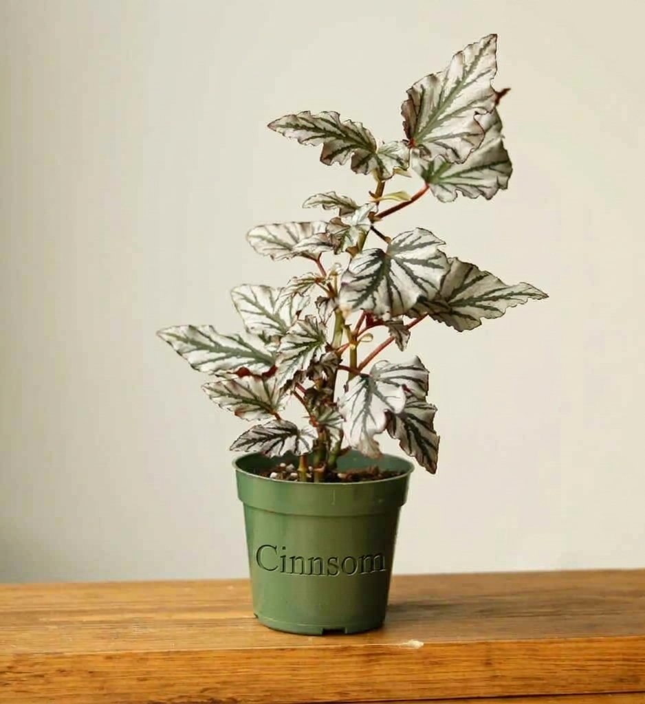 Begonie „Kismet“ – Faserbegonie-Hybride – verschiedene Größen