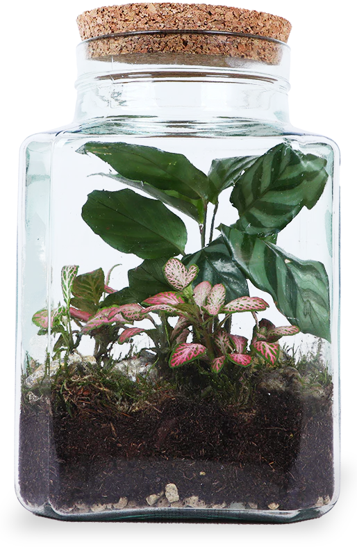 Terrarium quadratisch (Flaschengarten) (S)