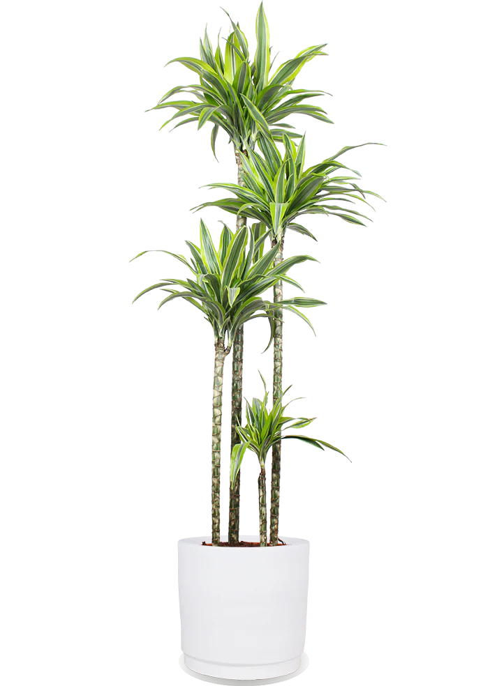 Dracaena lemon lime (Drachenbaum) (XL)