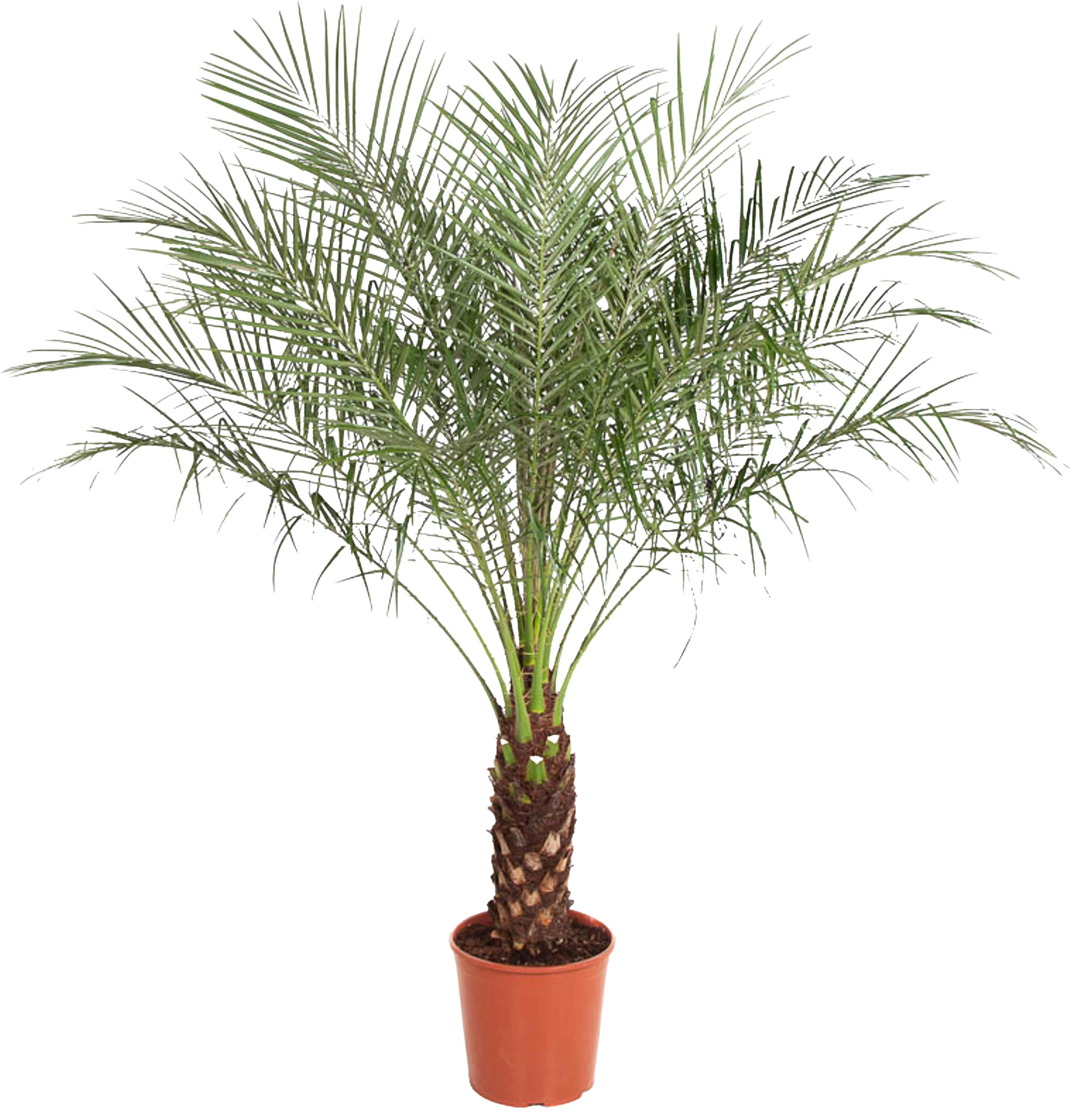 Phoenix roebelenii (Zwerg-Dattelpalme) (XL)