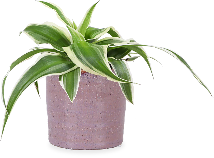 Chlorophytum (Grünlilie) (XS)