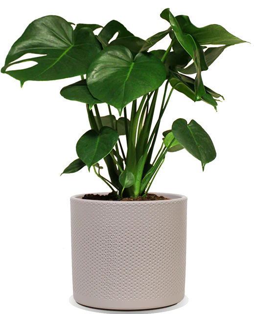 Monstera deliciosa (Fensterblatt) (M)