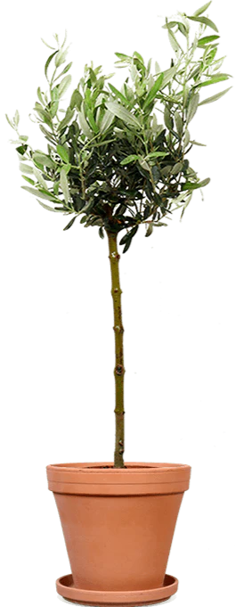 Olea (Olivenbaum) (L)