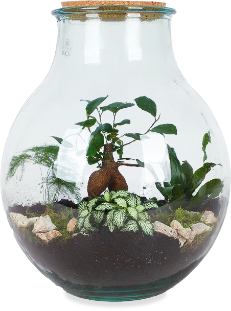 Terrarium kugelfrmige Flasche (Flaschengarten) (L)