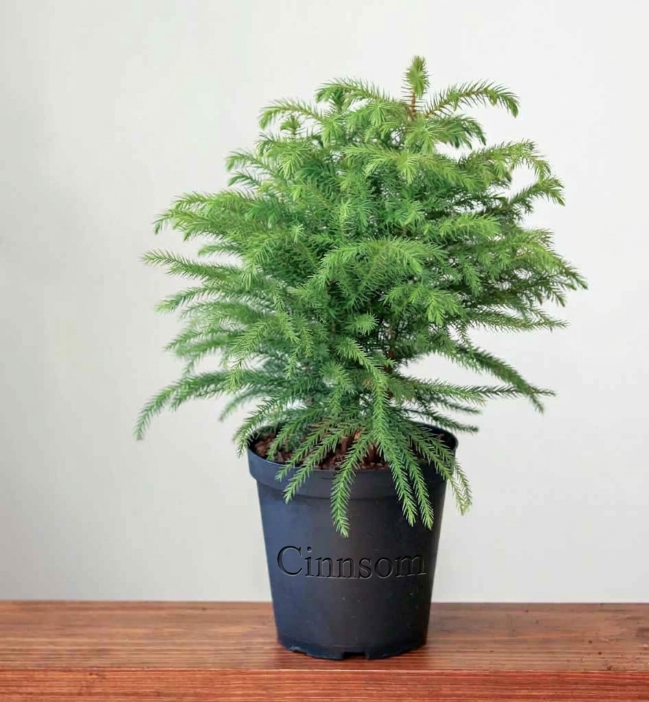 Araucaria heterophylla Norfolktanne - Bodenpflanze