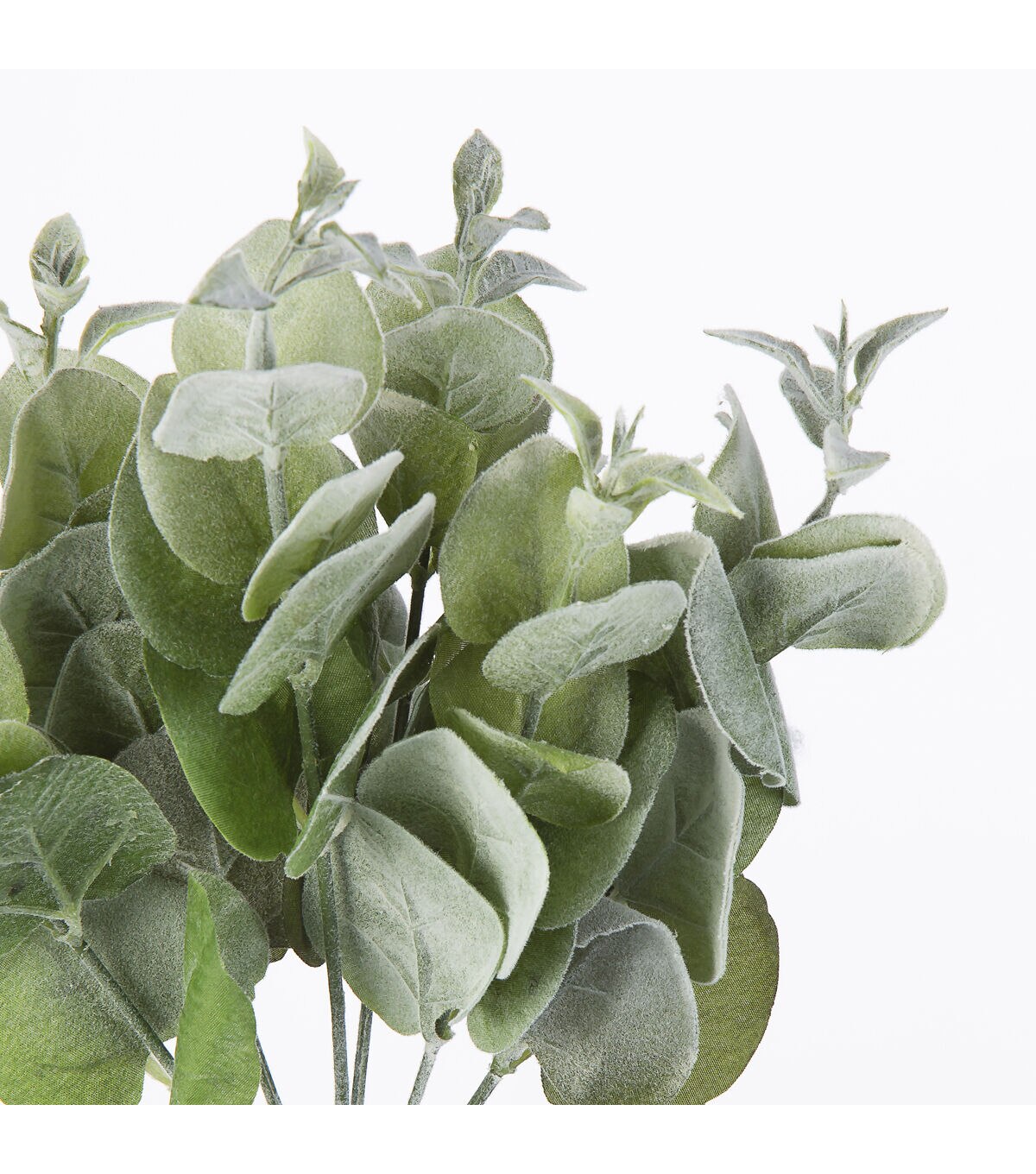 13 Eucalyptus Bush by Bloom Room