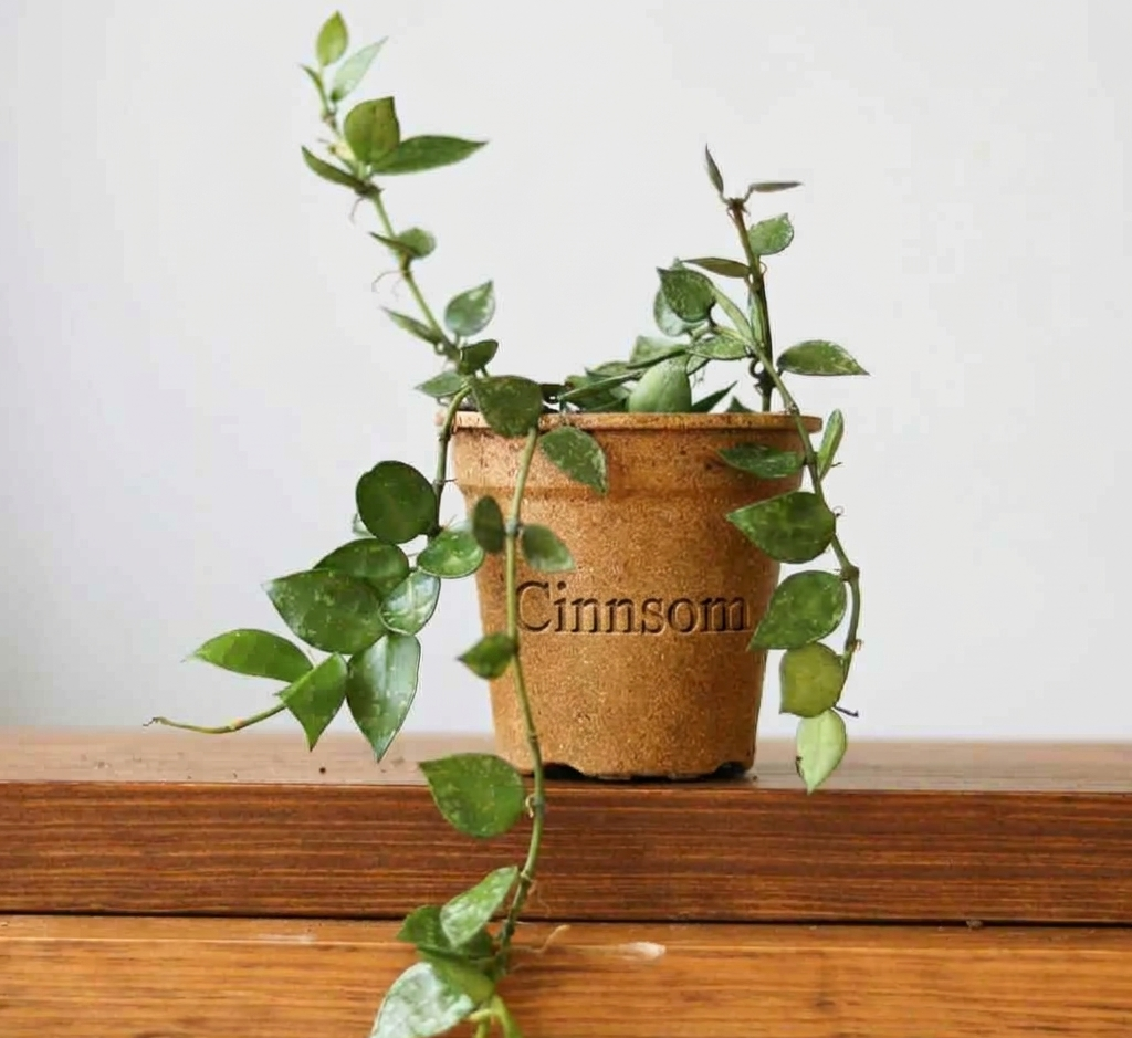 Hoya Krohniana 'Splash' – Gefleckte Hoya