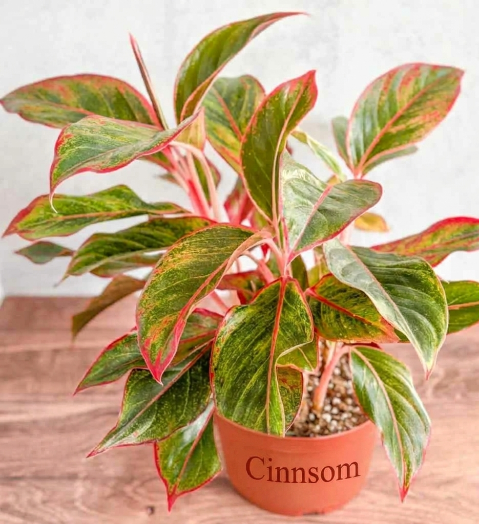 Aglaonema 'Siam Aurora Red' Chinesisches Immergrün - 8 Anzuchttöpfe