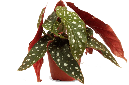 Begonia maculata (Forellenbegonie) (S)