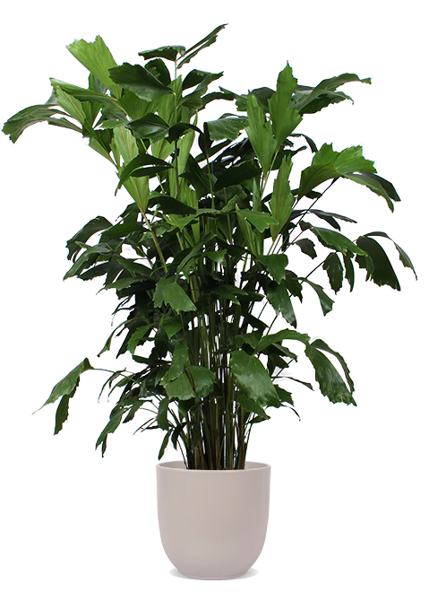 Caryota mitis (Fischschwanzpalme) (XL)
